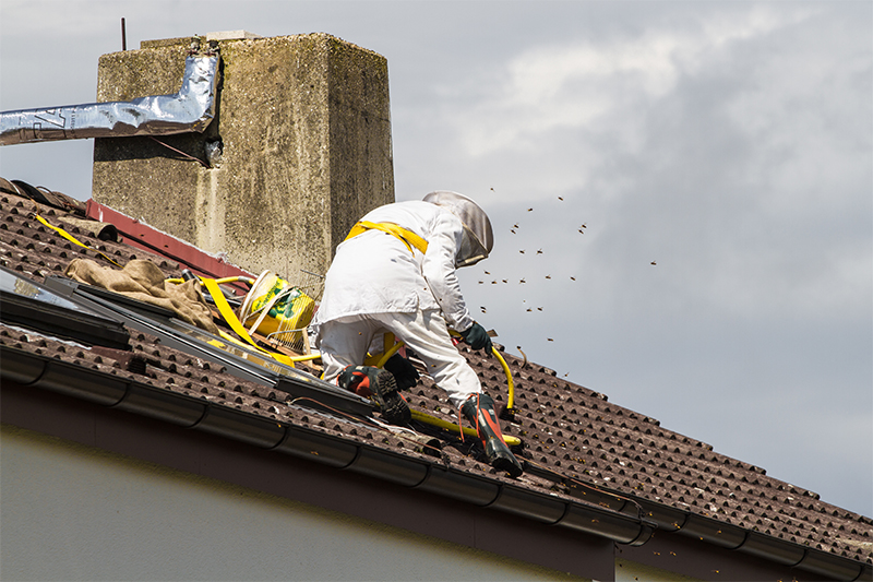 Bee Pest Control in Colchester Essex