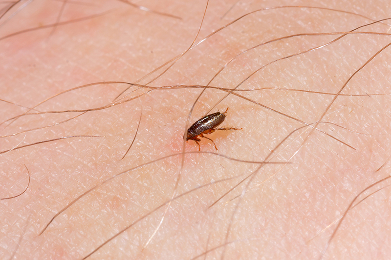 Flea Pest Control in Colchester Essex