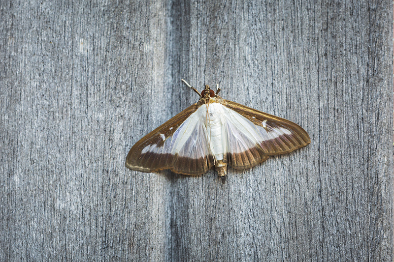 Moth Pest Control in Colchester Essex